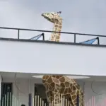 3D Giraffe for Nursery